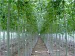法桐怎么樣:河南信譽好的法桐種植基地-鄢陵億奧園林綠化工程提供法桐怎么樣:河南信譽好的法桐種植基地的相關介紹、產品、服務、圖片、價格叢生桂花種植基地、叢生桂花、法桐、榆葉梅、白玉蘭、銀杏、