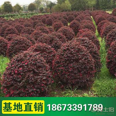 【柏誠紅花繼木球基地批發(fā)造型紅花繼木小苗球類園林工程綠化】 - 產(chǎn)品庫 - 瀏陽市柏誠苗木種植專業(yè)合作社