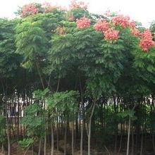 供應(yīng)櫻花 紅光園林櫻花
