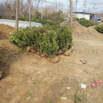 冬紅衛(wèi)矛供應 供應各種工程苗木衛(wèi)矛 四季常青衛(wèi)毛 色塊綠化小苗 萬青園林