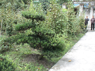 羅漢松-成都山外山園林綠化工程(產(chǎn)品圖片)-產(chǎn)品庫-中國花木網(wǎng)