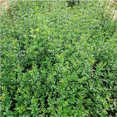 灌木 庭院綠化苗 迎春 迎春花 迎春小苗 園林綠化工程 景觀綠化工程苗木批發(fā)圖片|灌木 庭院綠化苗 迎春 迎春花 迎春小苗 園林綠化工程 景觀綠化工程苗木批發(fā)產(chǎn)品圖片由宿遷市龍軒園林工程公司生產(chǎn)提供-
