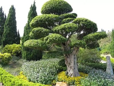 權(quán)威專業(yè)評(píng)估樹木、苗圃、花卉盆景、園林綠化等價(jià)格的評(píng)估機(jī)構(gòu)/拆遷補(bǔ)償評(píng)估/民事訴訟評(píng)估/交易轉(zhuǎn)讓評(píng)估/園林綠化工程價(jià)格審核