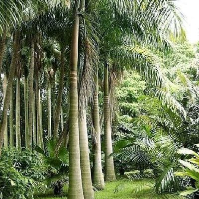 大王椰子苗棕櫚科園林綠化工程苗花卉綠植
