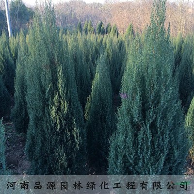 河南檜柏圓柏綠化喬木盆景觀賞植物量大從優(yōu)