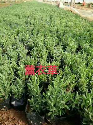 山東青州熏衣草花海 花卉苗木 青州宿根 園林綠化工程石家莊滄州衡水邢臺