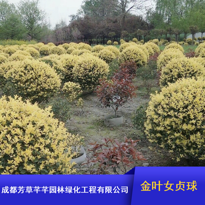 成都常綠灌木金葉女貞球_工程綠化金葉女貞球批量供應