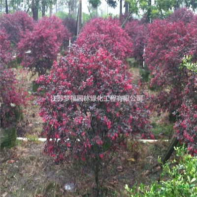江蘇紅花繼木6批發/供應