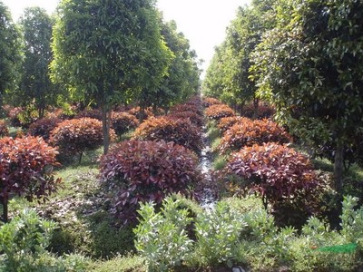 浙江上虞 紅葉石楠球 冠幅150-200厘米_浙江上虞 紅葉石楠球 冠幅150-200厘米圖片_上虞市金大地園林綠化工程_中國園林網
