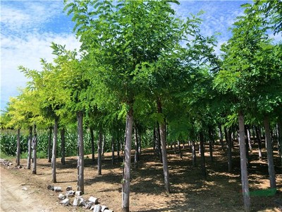 河北保定小娜園林綠化苗木基地