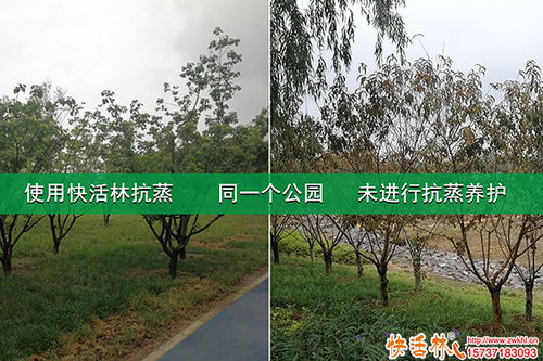 為什么要防蒸騰 大樹防蒸騰抑制劑哪個好
