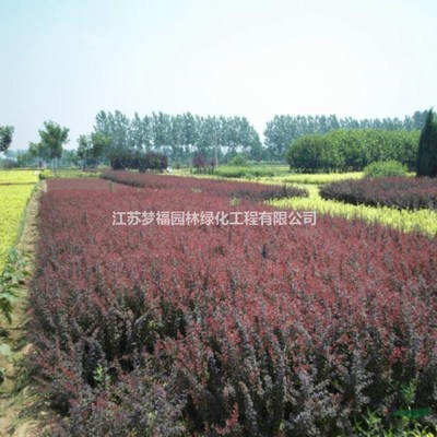 江蘇[產品]/江蘇紅葉小檗3價格/報價
