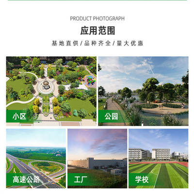 鑫鼎基地批發 8公分水杉 梳子杉 多種規格 耐寒不落葉 園林工程綠化苗
