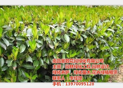 別墅園林綠化工程廠家
