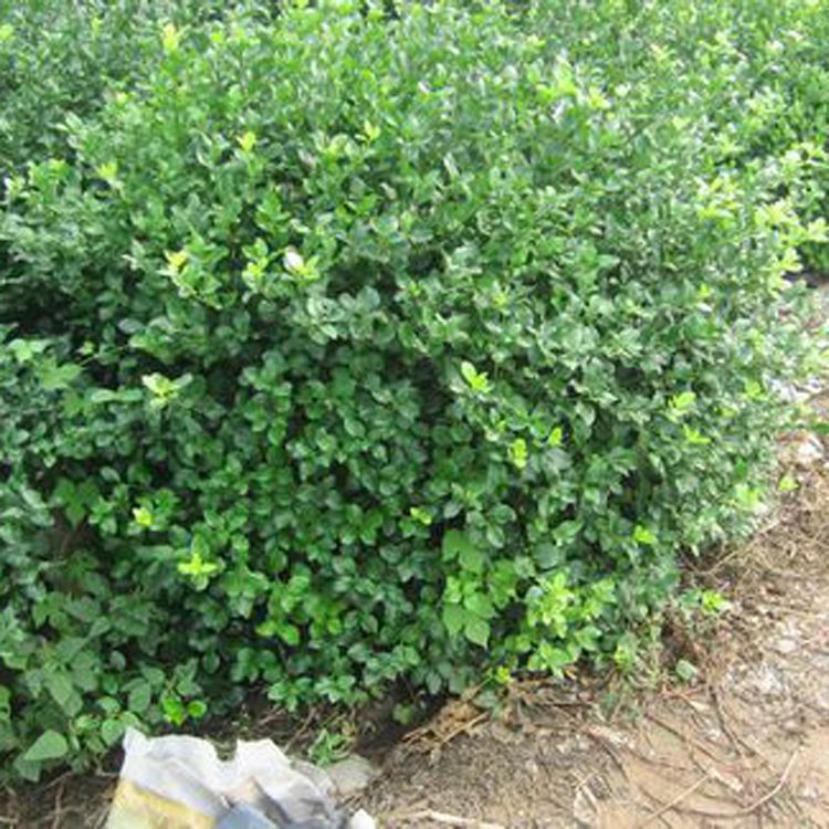 基地直銷 供應(yīng)扶芳藤 扶芳藤球 攀緣植物 綠化綠籬 園林綠化工程 歡迎來電