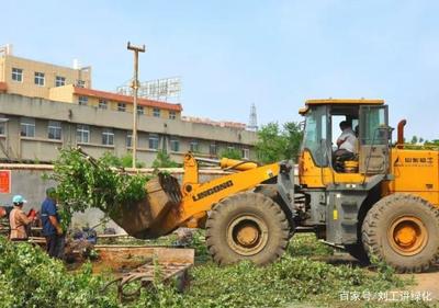 十年種樹植樹路,小編淺談園林綠化工程植物栽植,入門基礎(chǔ)知識