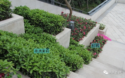 綠化養(yǎng)護期到底從哪開始計?【結(jié)算審計】