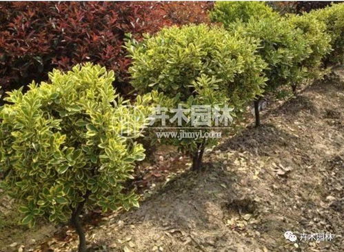 經(jīng)驗分享 移栽金邊黃楊球的基本流程,這些都值的一看哦