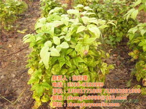 火焰南天竹 正禾園林 在線咨詢 火焰南天竹的繁育技術