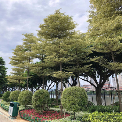 花葉欖仁別名雪花欖仁 護坡固土 市政庭院園林綠化工程造景行道樹