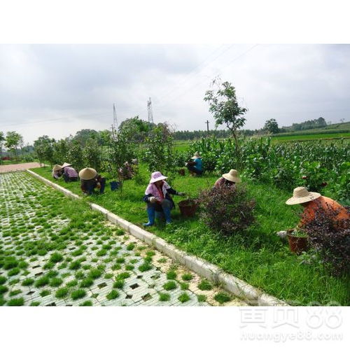 【肇慶園林綠化工程】- 