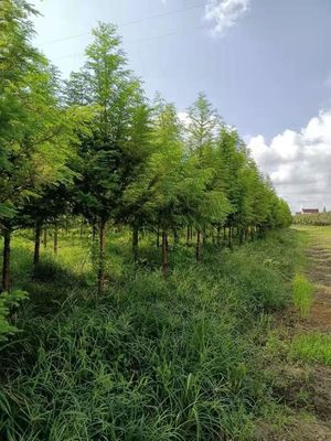 恭喜萬木園林綠化工程入駐苗木通,江蘇王如生:精品女貞