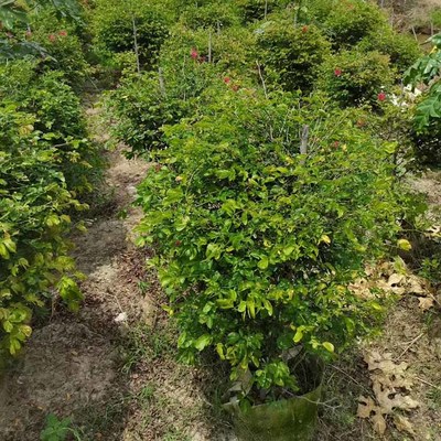 紅粉撲花球容器苗 紅粉撲花綠化苗 觀花植物 多種規(guī)格價(jià)格、電話、圖片