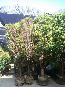 有苗圃 綠植租擺 盆栽景觀 園林養(yǎng)護(hù) 園林綠化