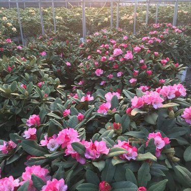 江蘇宿遷苗木種植基地