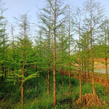 湖南景潤(rùn)園林綠化工程