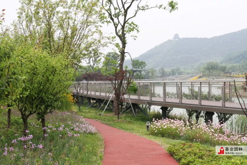2019年蘇州市園林綠化優(yōu)秀工程丨青山湖景觀綠及科技城慢步道改造工程