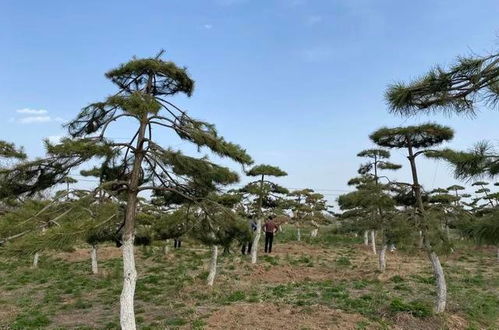 臨夏市 立足城市生態(tài)建設(shè),打造精品園林綠化