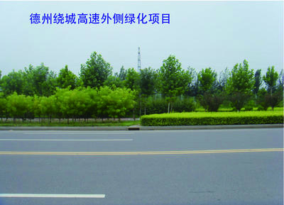 德州孚之茵園林工程--綠化工程 誠信經(jīng)營,良心工程圖片_高清圖_細(xì)節(jié)圖-德州孚之茵園林工程 -