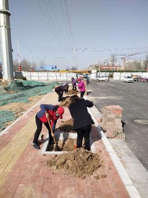 市政園林民生工程全面開工建設(shè)