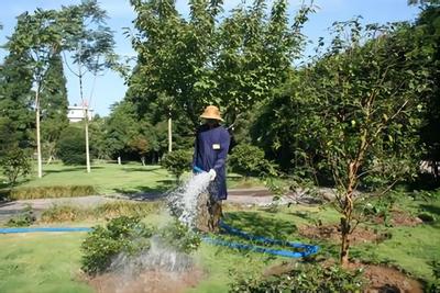 深圳園林綠化養護 工程護理項目找語花香